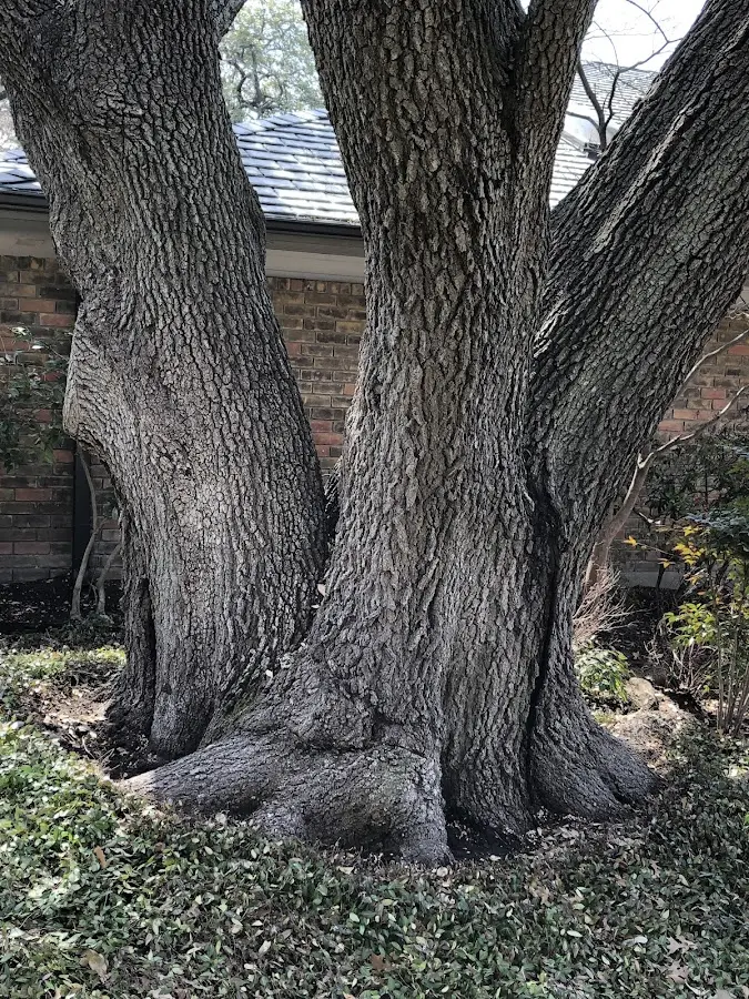 Mature heritage tree close to a Richville property cared for by certified arborists